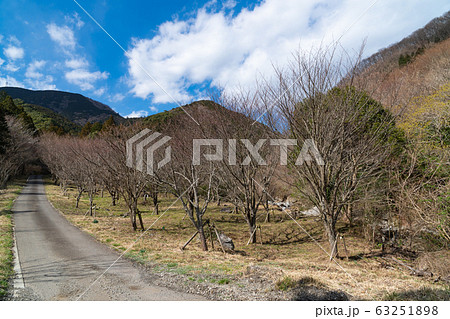 湯河原梅林（幕山公園） 63251898