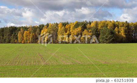autumn nature autumn nature 63251939