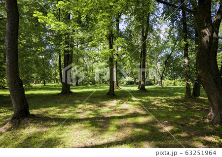 trees covered with green foliage trees covered with green foliage 63251964