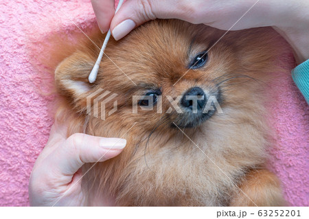 woman cleans ears of a pomeranian dog 63252201