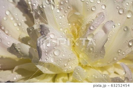 drops and large peony drops and large peony 63252454