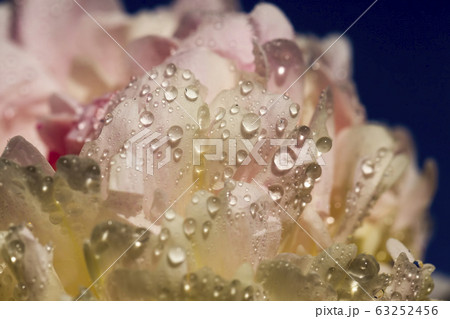 white peony white peony 63252456