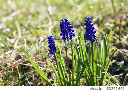 little blue flowers little blue flowers 63252461