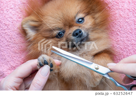 woman cuts dog hair on paws, selective focus woman cuts dog hair on paws, selective focus 63252647