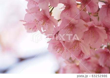 河津桜 63252986