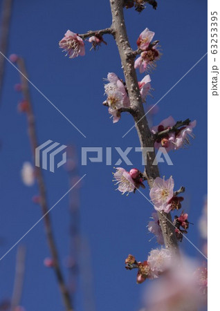 梅の花　佐布里池 63253395