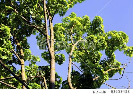 plant growth 63253438