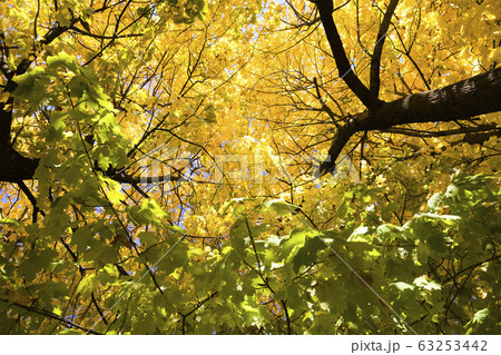 yellow maple 63253442