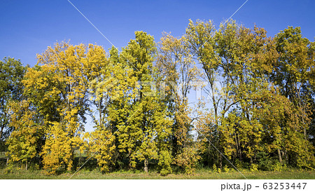autumn foliage autumn foliage 63253447