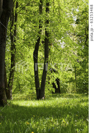 green trees background in forest 63253468