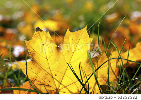 autumn foliage 63253532