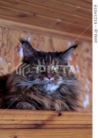 Portrait big european Maine Coon in close-up. 63254059