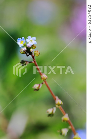 キュウリ草 63254082