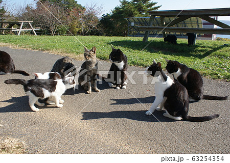 猫島の自由なネコ達 猫島の自由なネコ達 63254354