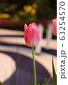 pink tulips in the garden 63254570
