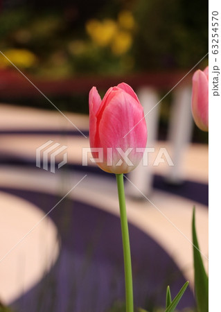 pink tulips in the garden 63254570