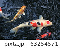 koi fish in the pond 63254571