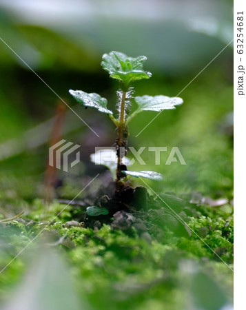 小さな芽 小さな芽 63254681