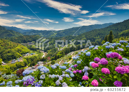 あじさいの里 63255672