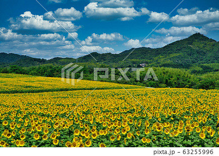 まんのうのヒマワリ まんのうのヒマワリ 63255996