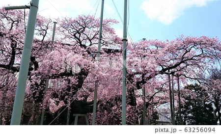 枝垂れ桜～茨城『般若院』推定樹齢400年の美観を誇る 63256094
