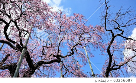 枝垂れ桜～茨城『般若院』推定樹齢400年の美観を誇る（3） 63256097