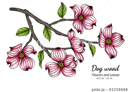 Pink dogwood flower and leaf drawing illustration Pink dogwood flower and leaf drawing illustration 63256688