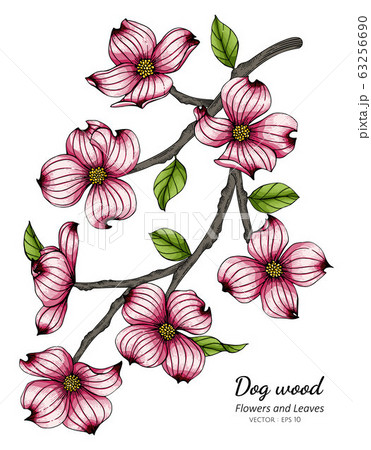 Pink dogwood flower and leaf drawing illustration 63256690