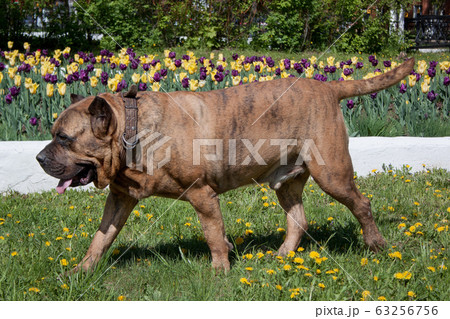 Canary mastiff is walking on a green meadow. Canary mastiff is walking on a green meadow. 63256756