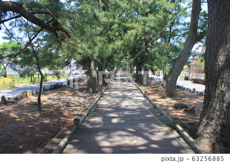 松原と神の社へ続く道　  日本新三景　～三保の松原～ 63256885