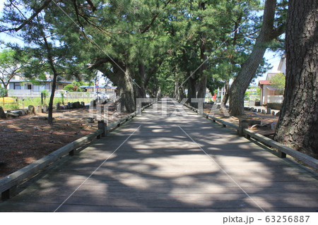 松原と神の社へ続く道 日本新三景 ~三保の松原~ 松原と神の社へ続く道 日本新三景 ~三保の松原~ 63256887