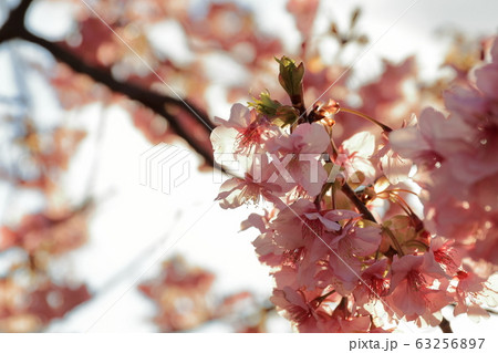 河津桜9 河津桜9 63256897