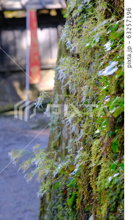 日光東照宮の石垣に生えている苔の写真素材