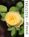 yellow rose in the garden 63257341