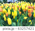 Yellow tulips, orange tulips in the garden. 63257421