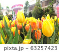 Yellow tulips, orange tulips in the garden. 63257423