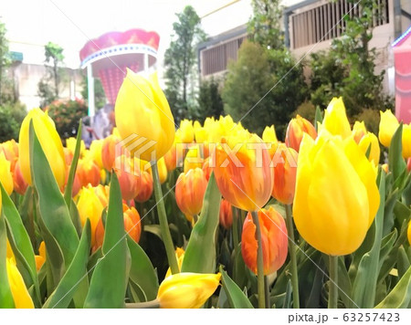 Yellow tulips, orange tulips in the garden. 63257423
