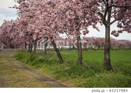 埼玉県【すみよし桜の里】桜の並木道／すみよし河津桜・3月 63257984