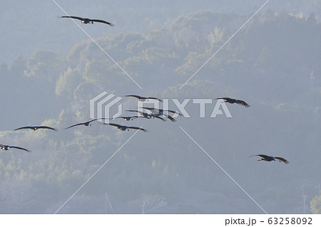 ツル、ナベヅル ツル、ナベヅル 63258092