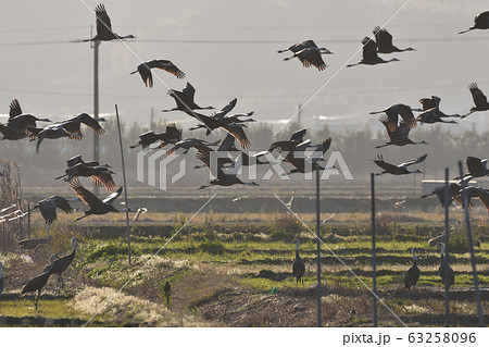 ツル、ナベヅル 63258096