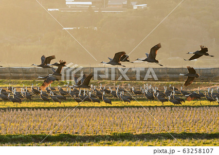 ツル、ナベヅル 63258107