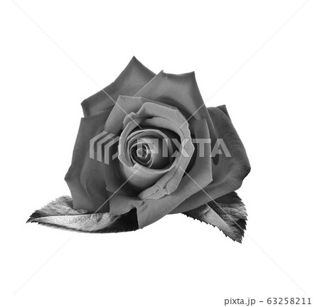 Back rose  on  white  backghround. 63258211