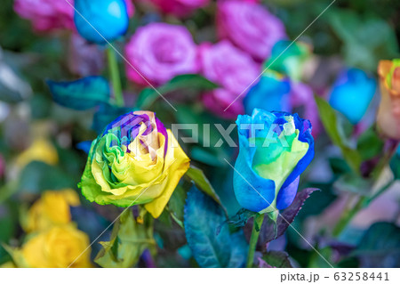 bouquet of colorful fresh roses in flower shop bouquet of colorful fresh roses in flower shop 63258441