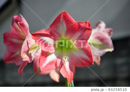 アマリリス 63258510