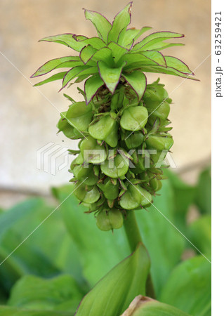 Pineapple lily seed pods Pineapple lily seed pods 63259421