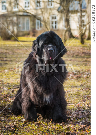 Black Newfoundland giant size dog close-up outside Black Newfoundland giant size dog close-up outside 63259572