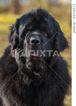 Black Newfoundland giant size dog close-up outside Black Newfoundland giant size dog close-up outside 63259573