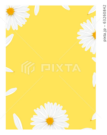 Template banner with realistic chamomile Template banner with realistic chamomile 63260842