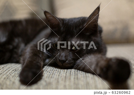Black domestic cat in the flat is resting and living its paws& 63260962