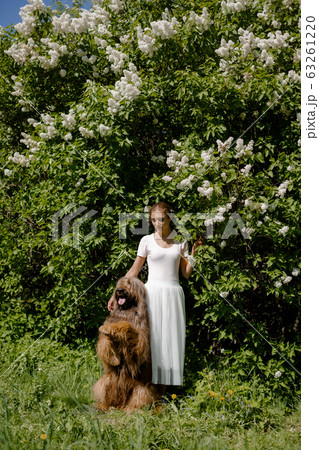 A young girl in a white dress is in the park with her pet dog briard. A young girl in a white dress is in the park with her pet dog briard. 63261220